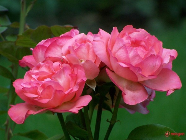 3aa9aaef_0050000972579_00_600 - Trandafiri roz