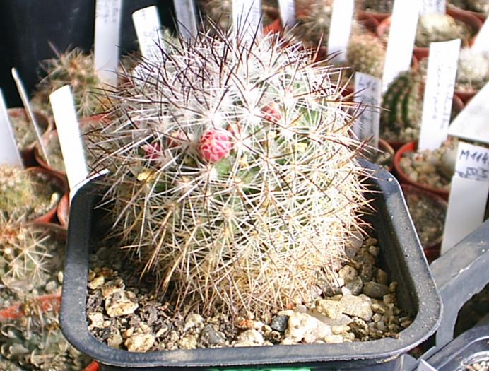 Mammillaria bicolor