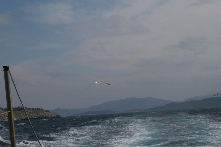 seagull - Saronic Gulf Islands