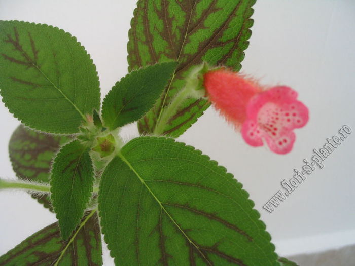 Kohleria Peridots Kitlope 2