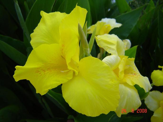 DSC00073 - Macro