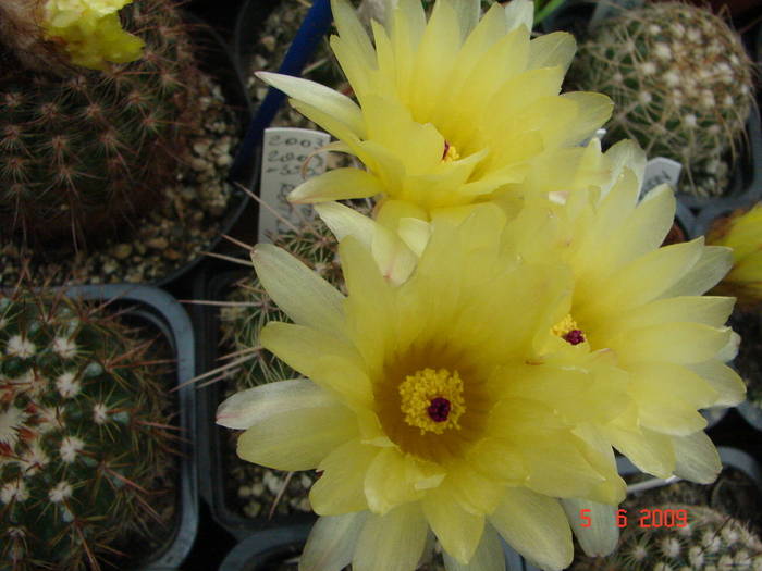 DSC05985 - 2009 Iunie