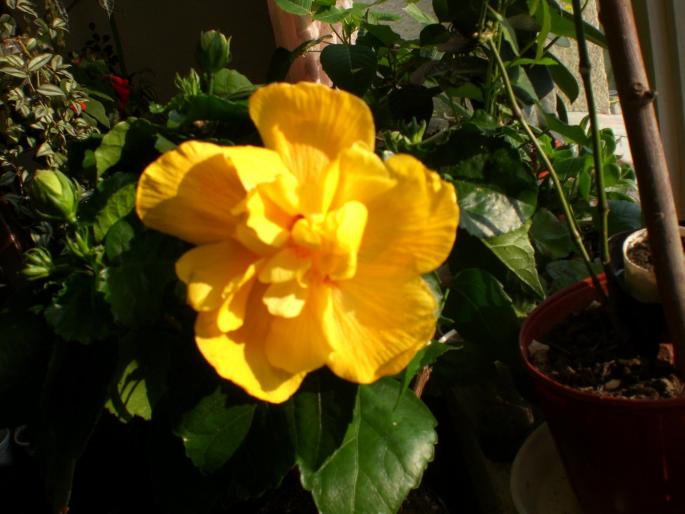 hibi galben - w 2007 florile mele