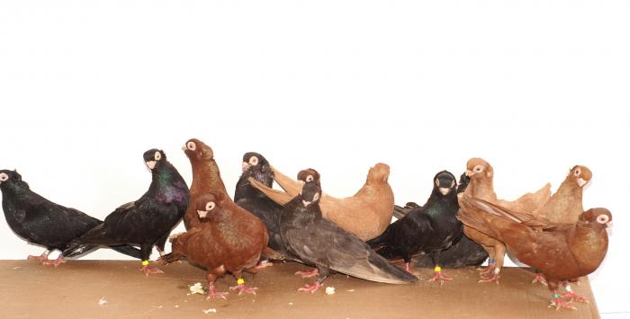 Picture 029 - jucatori de constanta