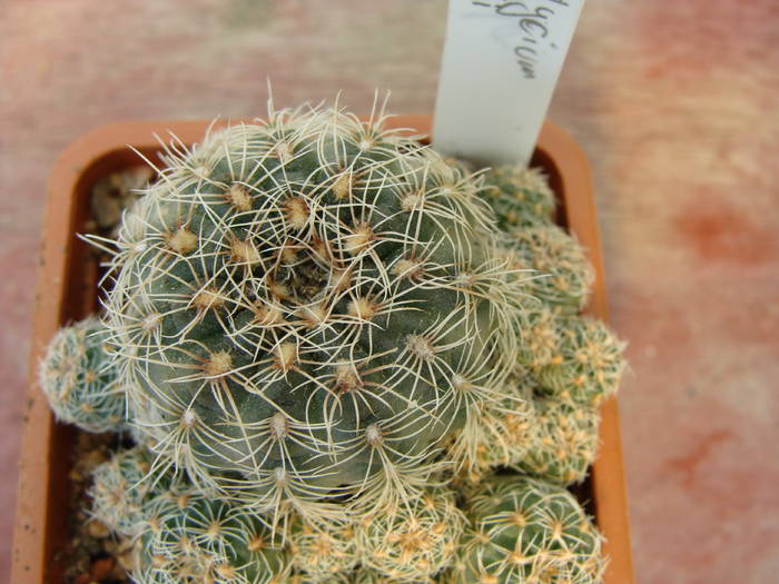 G.bruchii - Gymnocalicium-Mammillaria