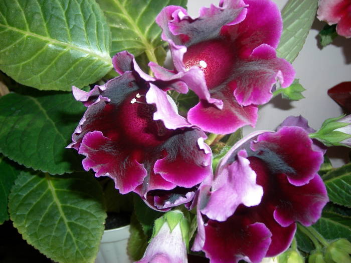 Gloxenii visinie