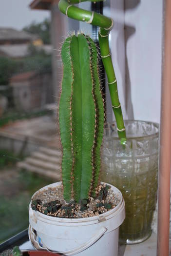 Isolatocereus dumortieri - Cactusii mei