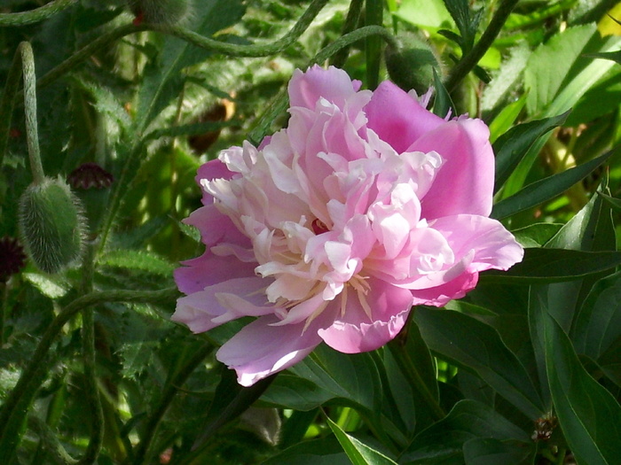 DSCI0386 - flori din gradina mea