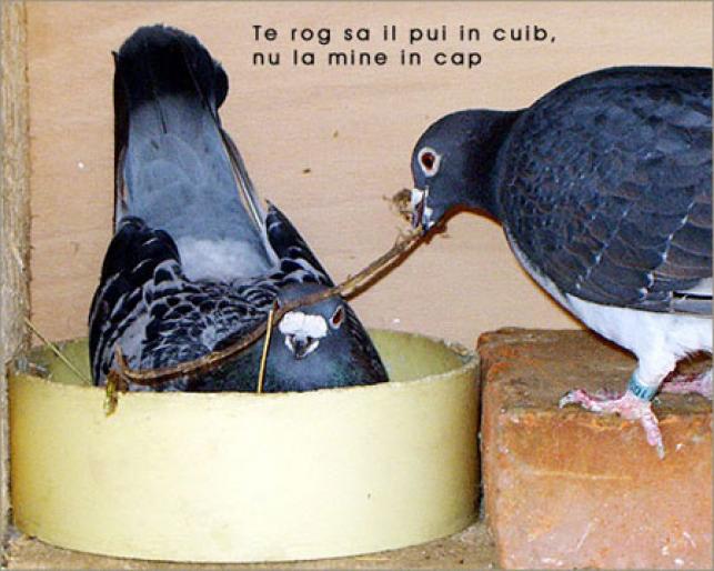 6[1] - Stop sacrificarea lasati porumbei sa zboare--Stop the slaughter let to fly pigeons