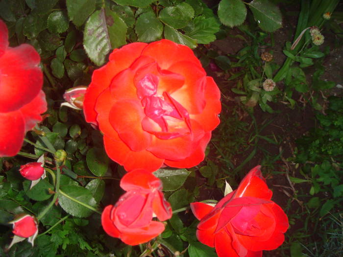 DSC01840 - trandafiri Romaniei