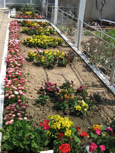 30aprilie 019 - flori de gradina 2009