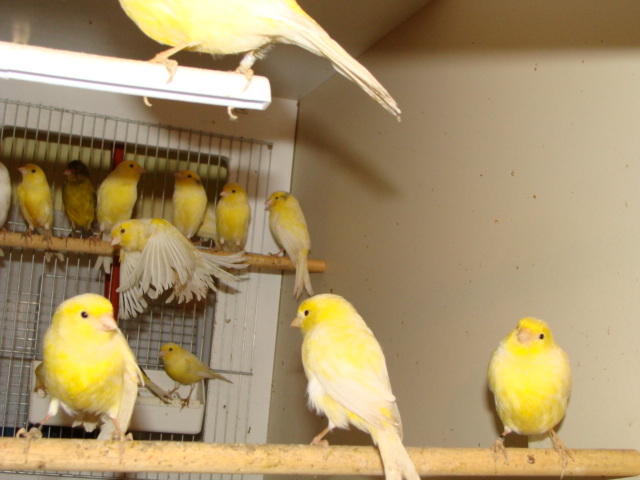 DSC01825 - Canari Malinois-Waterslager