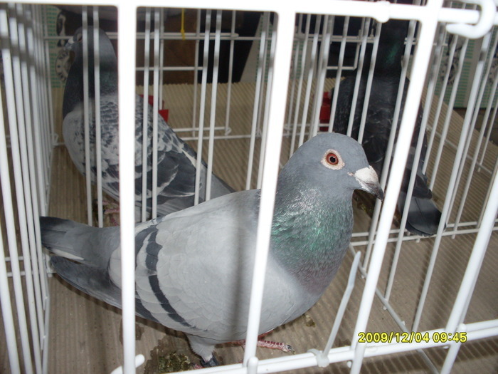 SDC11967 - expozitie deva 12-06-2009