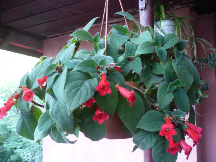 27.07.2009 038 - Flori