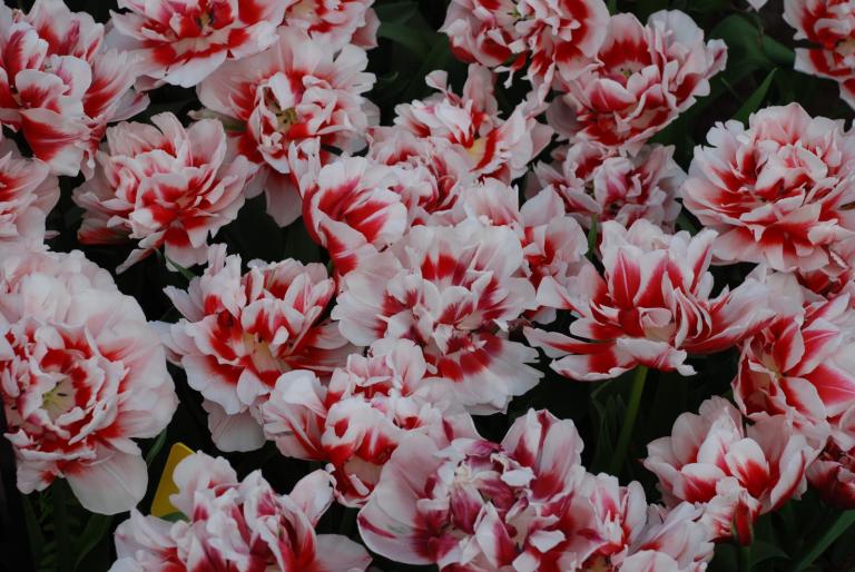 Afbeelding 774 - KEUKENHOF-OLANDA