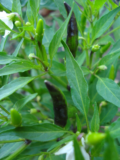 Black Chili Pepper (2009, August 11) - Black Chili Pepper_02