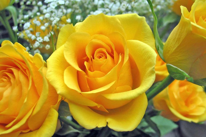 single-yellow-rose - Flower