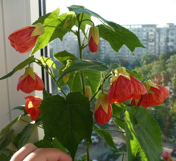 P1130805 - ABUTILONI