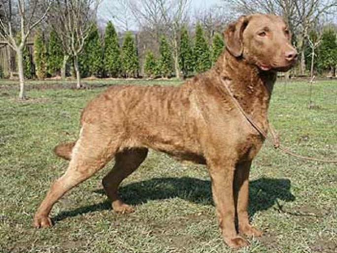 CHESAPEAKE RETRIEVER - RASE CAINI