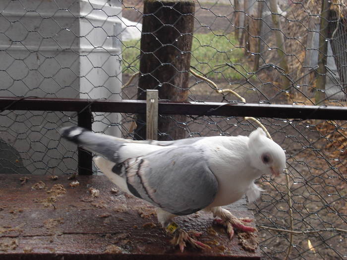 26 - C Porumbei Blueti si Satineti Vechi