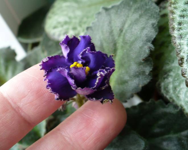 floare Ozio sport - Saintpaulia - violete de camera