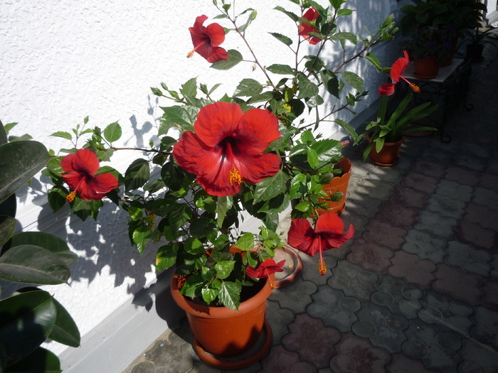 hibi - dragele mele flori 2009