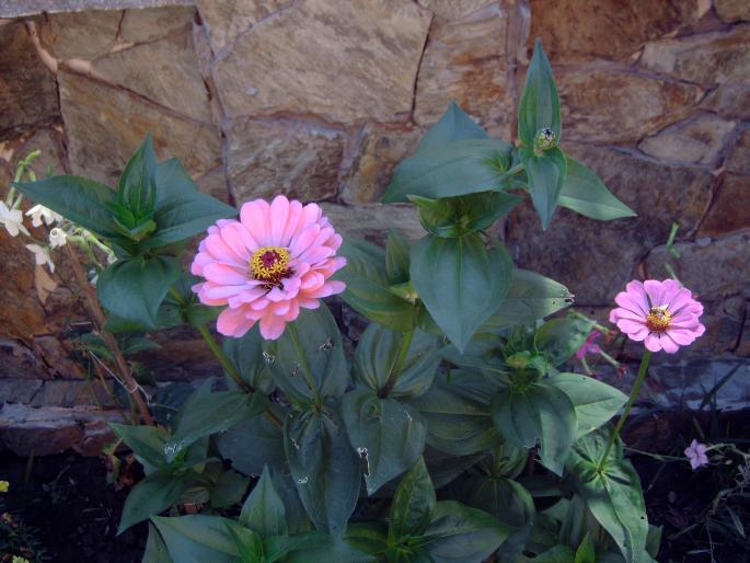 cc - Plantele mele de terasa si exterior