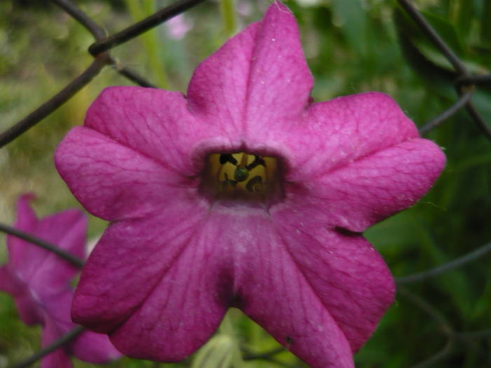 Regina noptii
