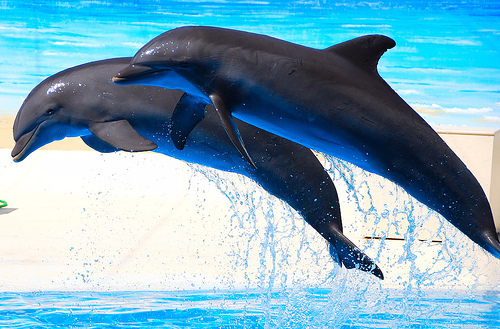 IAERKCSLNIBWRAYMMNG - cateva  imagini  cu  delfini