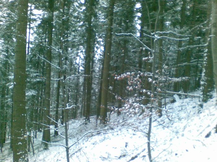 17012009(005) - vanatoare padure