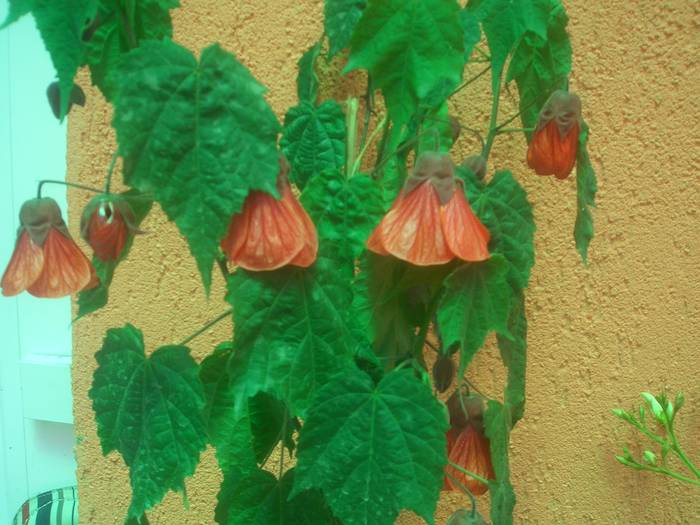 abutilon - plante cu flori