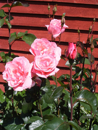 DSCF0625 - Trandafirii mei