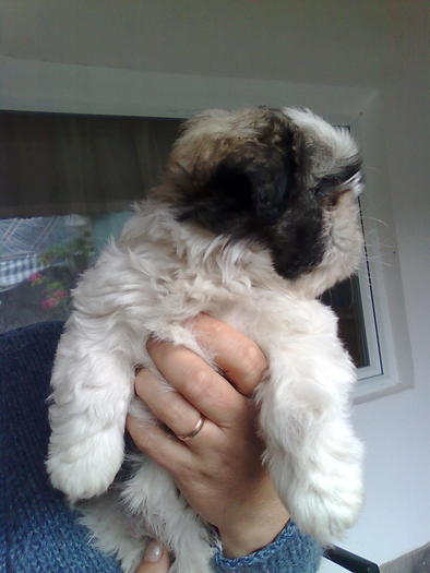 Imagine0874 - shih-tzu catei de vanzare