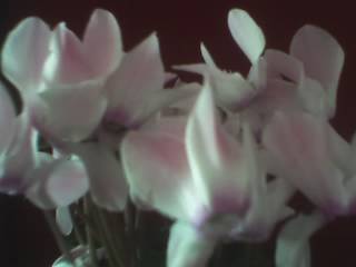 CYCLAMEN - FLORI 2009