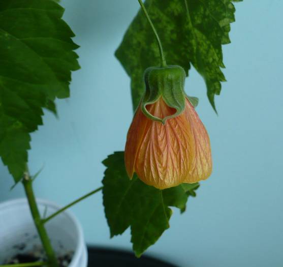 P1140681 - ABUTILONI