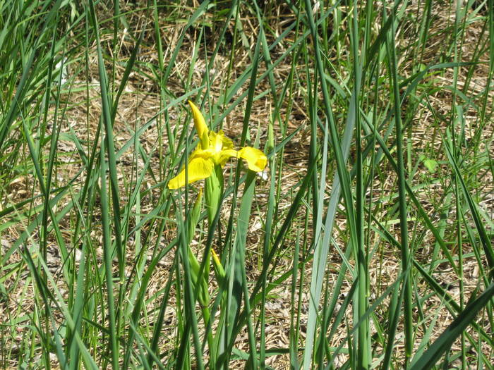 IMG_3432 - salcim I si II 2009