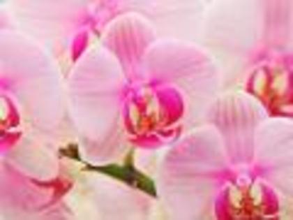 Flori Desktop Wallpapers Poze cu Flori Hybrid Orchids - Poze cu flori