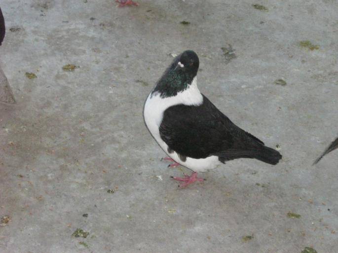 shrotter - X-TODAS LAS RASAS DE PALOMAS EN EL MUNDO