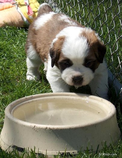 saint_bernard_puppy_1