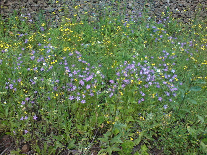 DSC01759 - Flori de camp