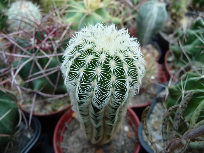 P1050018 - Cactusi