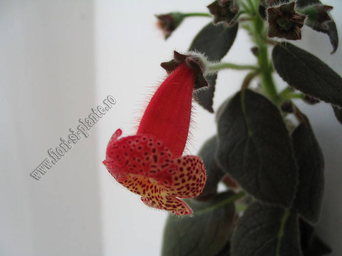 Kohleria Prince Albert 6