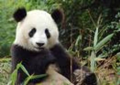 2 - cateva cu ursuleti panda sunt superbi de frumosi merita sa ii vedeti