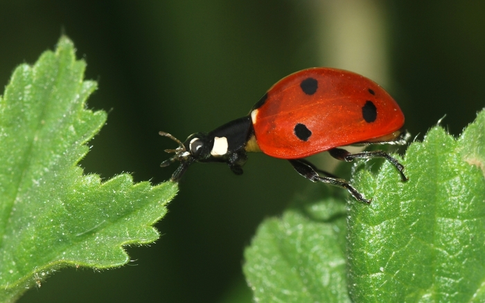 ladybug