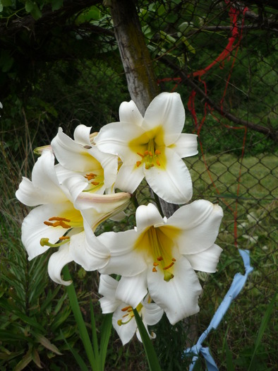 P1000330 - plante flori 2009