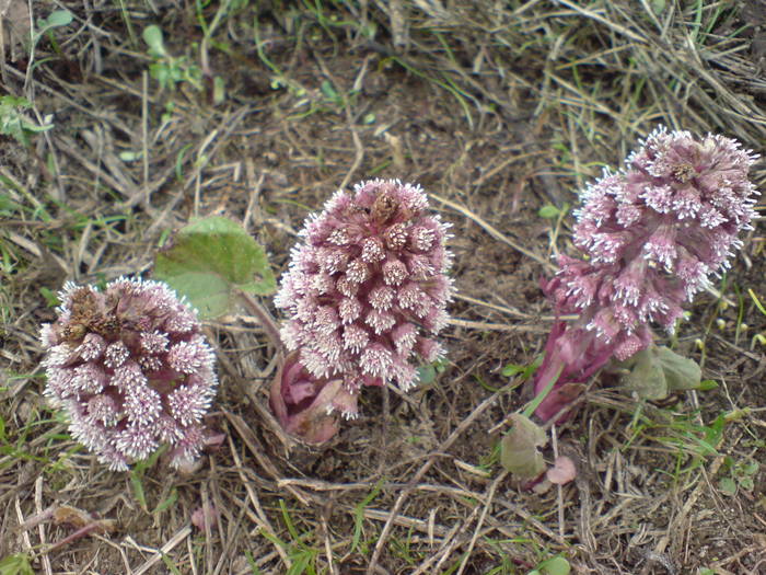 DSC00843 - Flori de camp