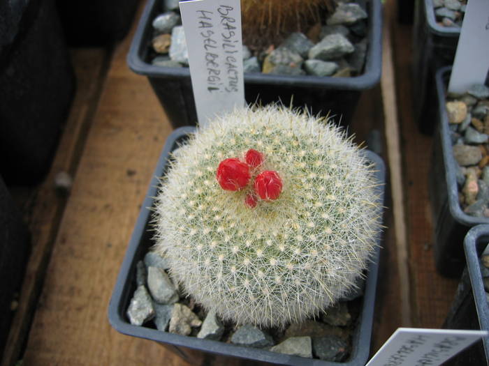 Brasilicactus hasselbergii