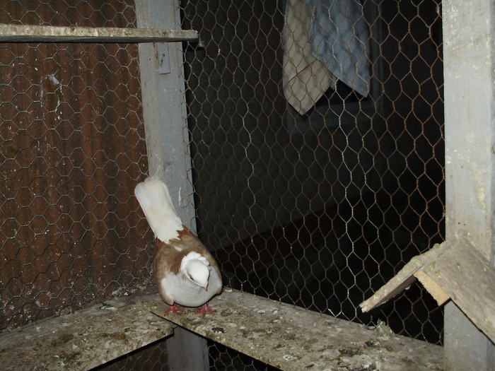 P8232034 - 1744 Sedat Iusein