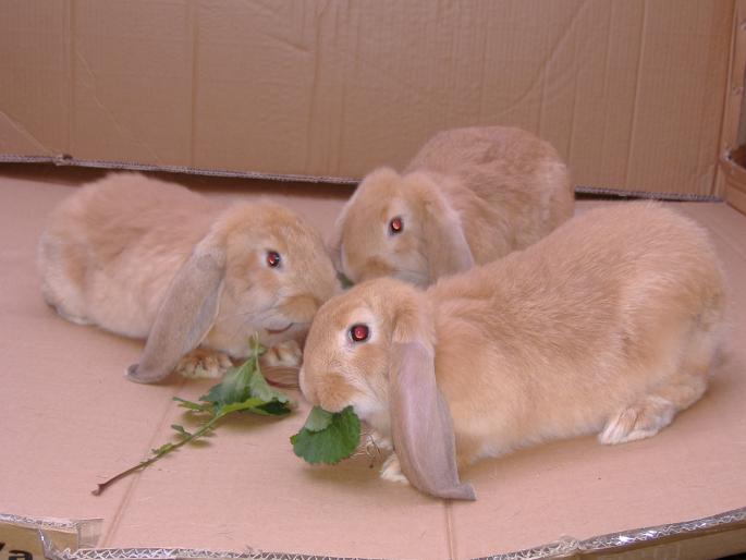 Tineret Berbec Francez