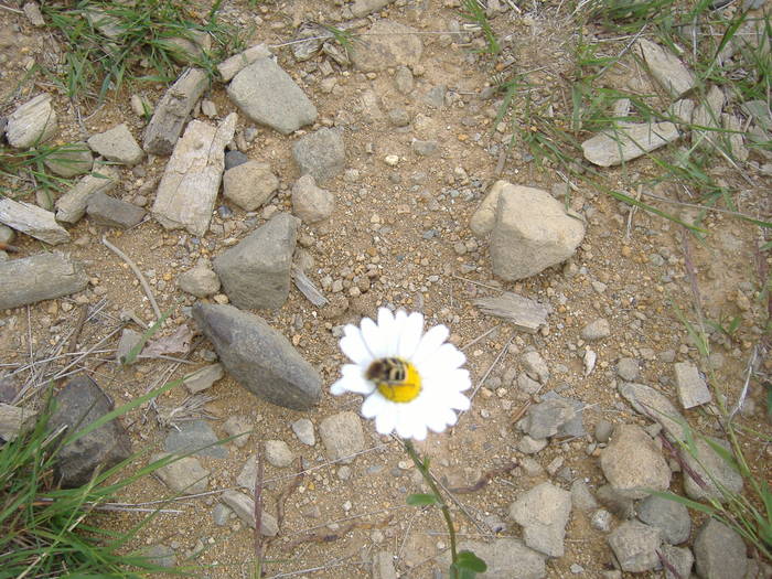 DSCF6087